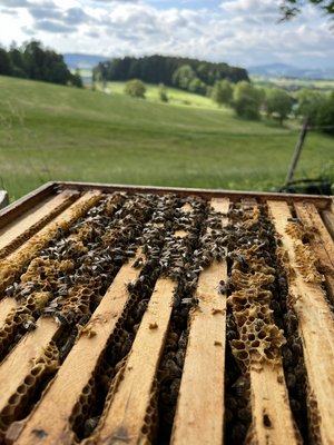 Bienenstock mit Bienen